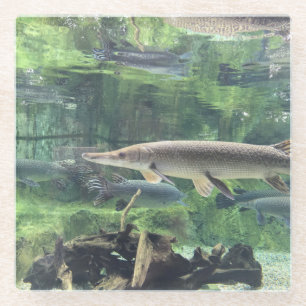 Pike Fish Clear Water Foto Glasuntersetzer