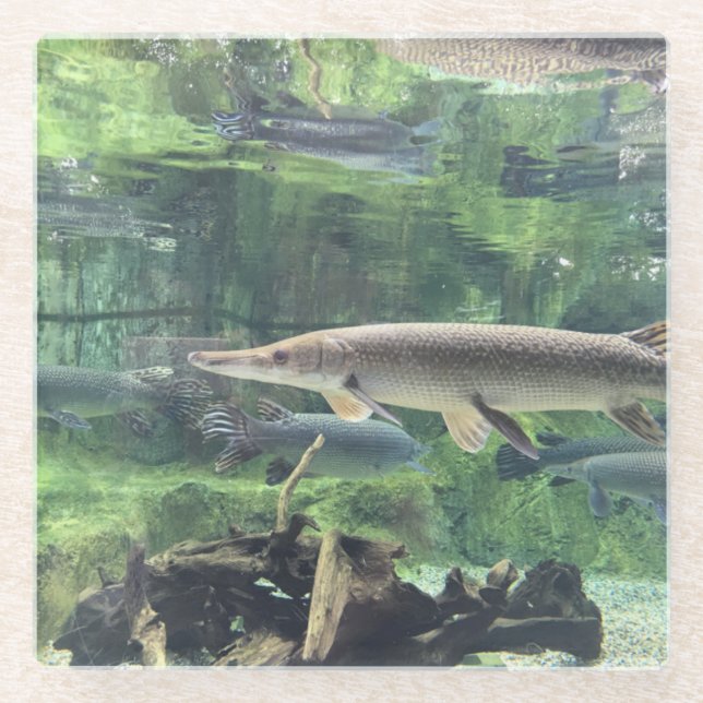 Pike Fish Clear Water Foto Glasuntersetzer (Vorderseite)
