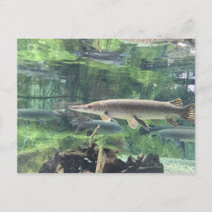 Pike Fish Postkarte