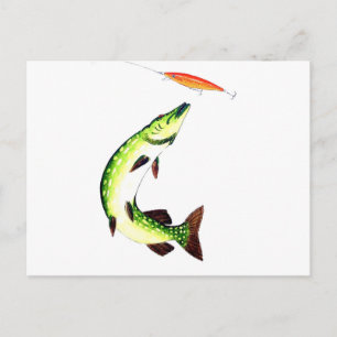 Pike Fishing Postcard Postkarte