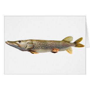 Pike Muski angeln
