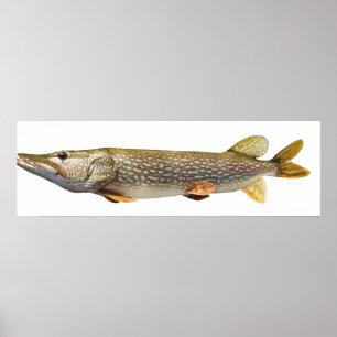 Pike Muski angeln Poster