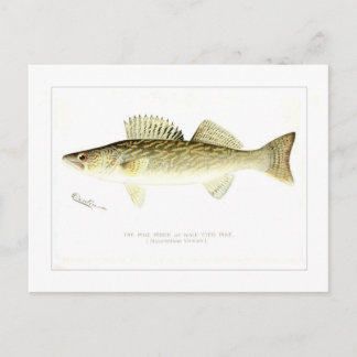 Pike Perch or Wall-eyed Pike Postkarte