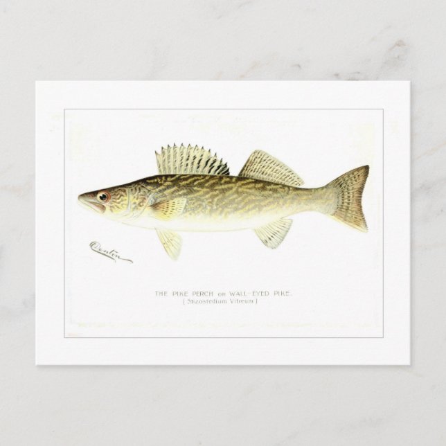 Pike Perch or Wall-eyed Pike Postkarte (Vorderseite)