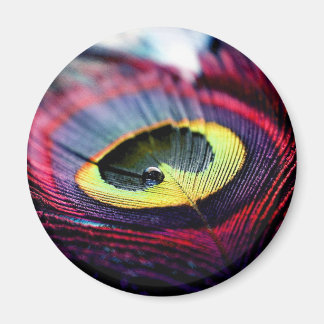 Pikock Perfektion: Faszinierendes Magnet-Design Magnet