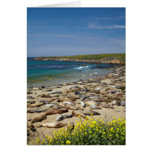 Pile der Elefanten-Siegel