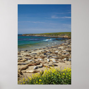 Pile der Elefanten-Siegel Poster