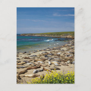 Pile der Elefanten-Siegel Postkarte