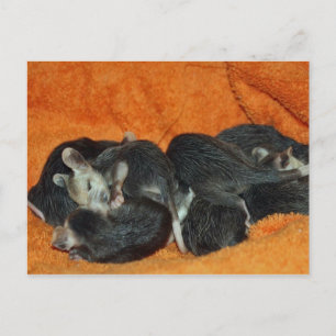 Pile of Baby Opossum Postkarte