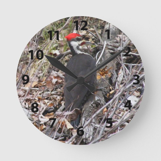 Pileated Specht, der Wanduhr Pecking ist (Vorderseite)