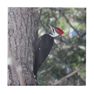 Pileated Specht Fliese