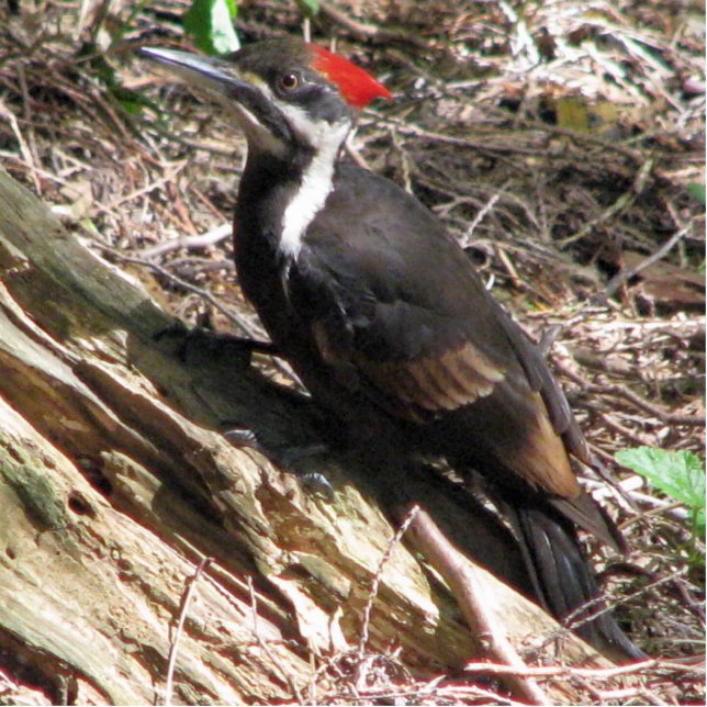 Pileated Specht Freistehende Fotoskulptur (Vorne)