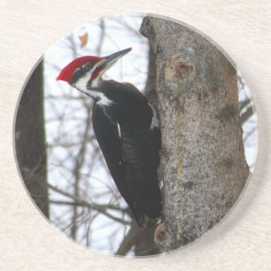 Pileated Specht Getränkeuntersetzer