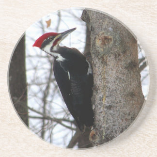 Pileated Specht Getränkeuntersetzer