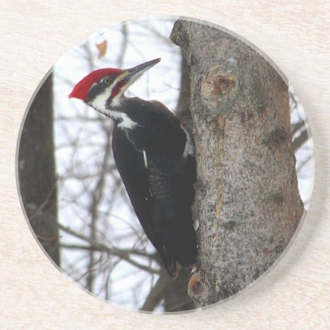 Pileated Specht Getränkeuntersetzer (Vorne)