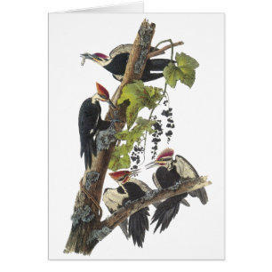 Pileated Specht, John Audubon