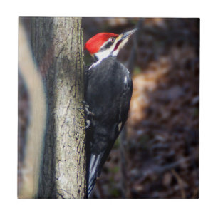 Pileated Specht-Keramik-Foto-Fliese Fliese