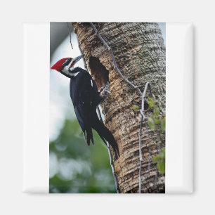 Pileated Specht Magnet