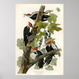 Pileated Woodpecker Birds of America Poster