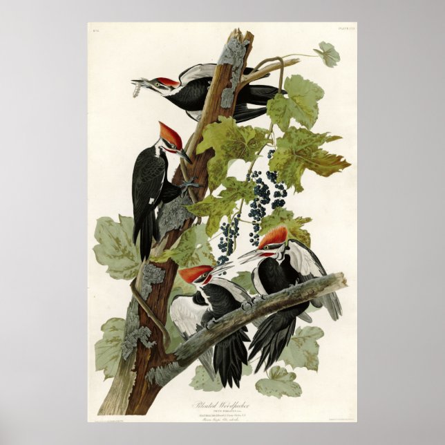 Pileated Woodpecker Birds of America Poster (Vorne)