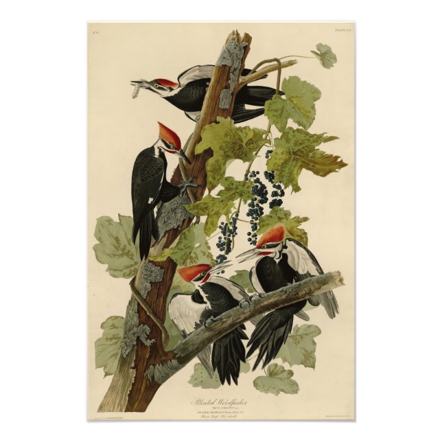 Pileated Woodpecker from Audubon Birds of America Fotodruck (Vorne)