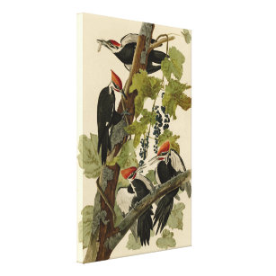 Pileated Woodpecker from Audubon Birds of America Leinwanddruck