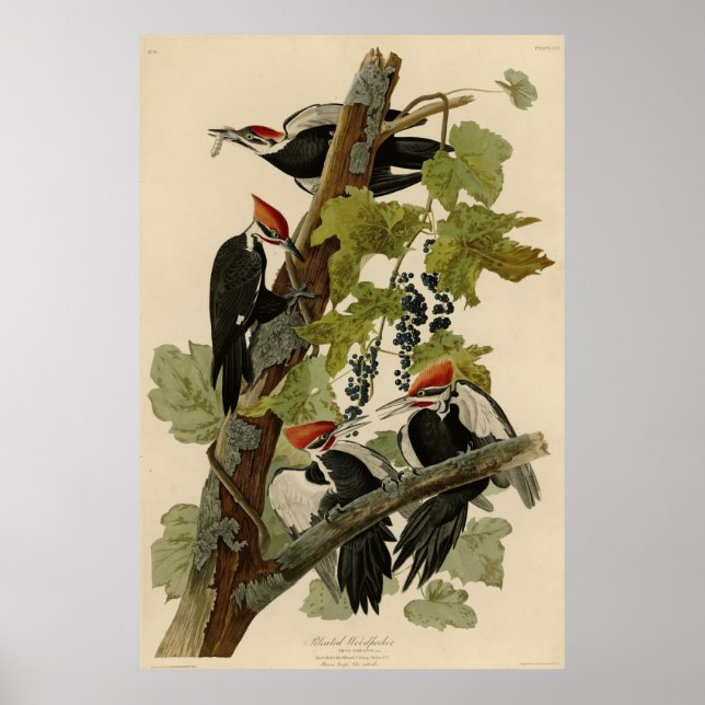 Pileated Woodpecker from Audubon Birds of America Poster (Vorne)