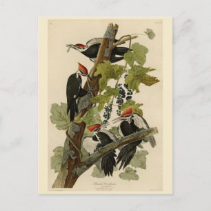 Pileated Woodpecker from Audubon Birds of America Postkarte