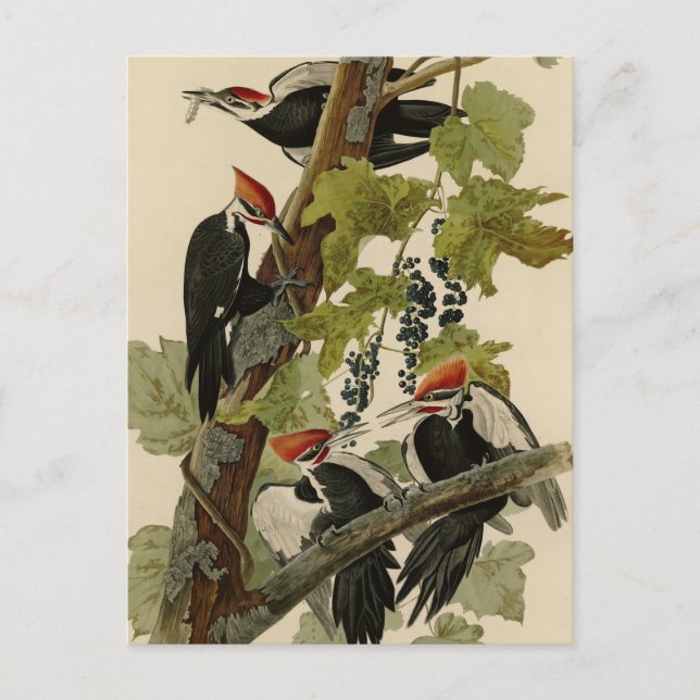 Pileated Woodpecker from Audubon Birds of America Postkarte (Vorderseite)