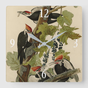 Pileated Woodpecker from Audubon Birds of America Quadratische Wanduhr
