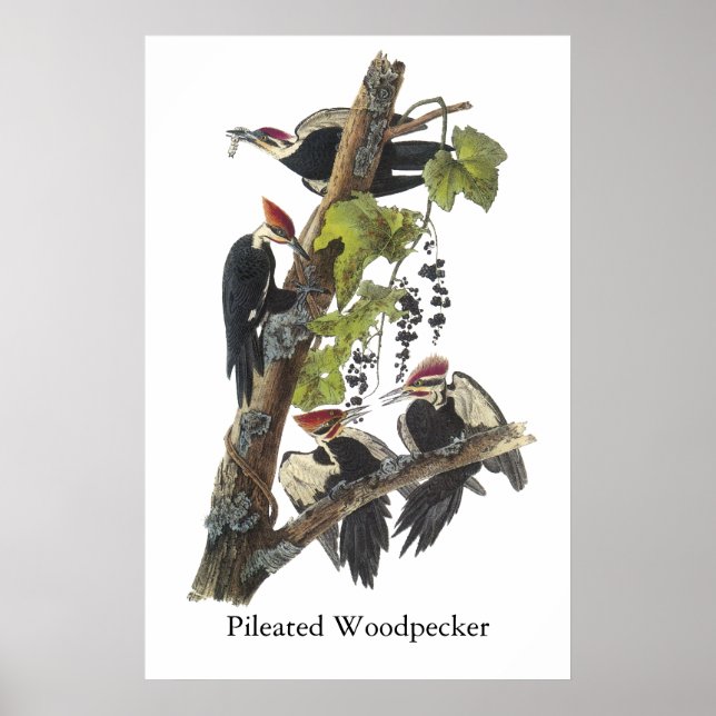 Pileated Woodpecker, John Audubon Poster (Vorne)