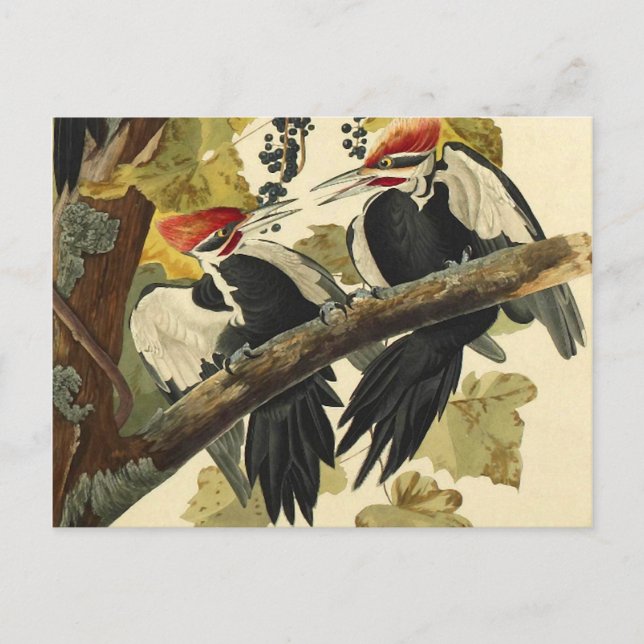 Pileated Woodpecker, John James Audubon Fine Art Postkarte (Vorderseite)