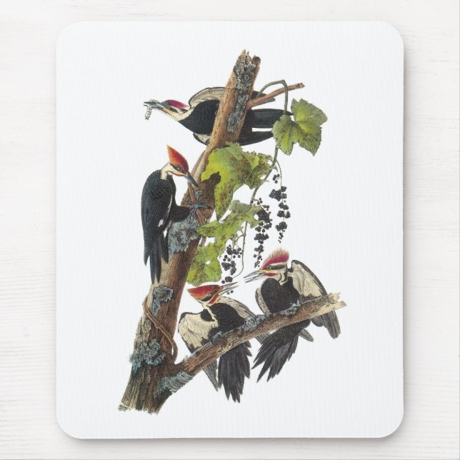 Pileated Woodpecker von Audubon Mousepad (Vorne)