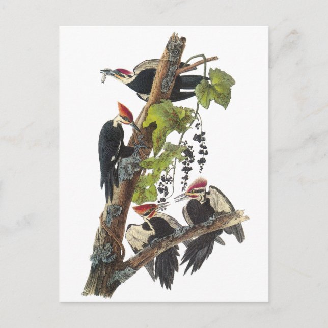 Pileated Woodpecker von Audubon Postkarte (Vorderseite)