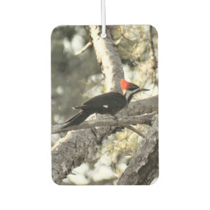 Pileiertes Woodpecker Air Freshener Autolufterfrischer