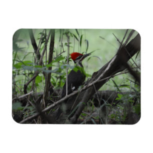 Piletierter Woodpecker Foto-Magnet Magnet