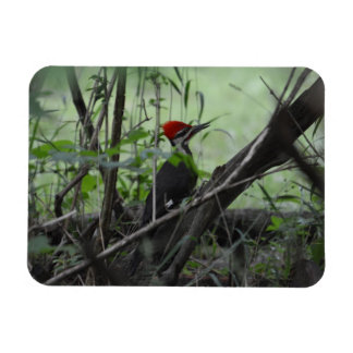 Piletierter Woodpecker Foto-Magnet Magnet