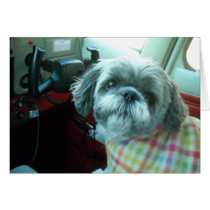 Pilot Shih Tzu