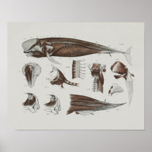Pilotin Whale Anatomie Print Marine Biology Poster