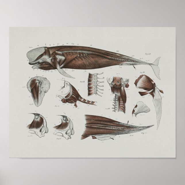 Pilotin Whale Anatomie Print Marine Biology Poster (Vorne)