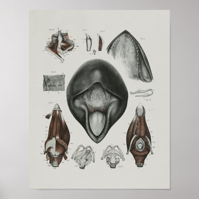 Pilotin Whale Anatomie Print Marine Biology Poster (Vorne)