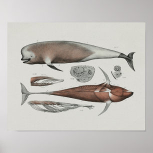 Pilotin Whale Anatomie Print Marine Biology Poster