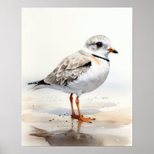 Pilover Bird Art Print Poster