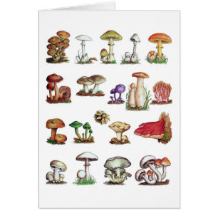 Pilz