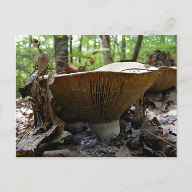 Pilz 161 ~ Postkarte (Vorderseite)