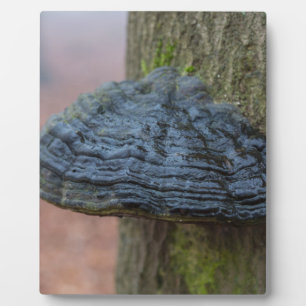 Pilz auf einem Baumstamm im Wald Fotoplatte
