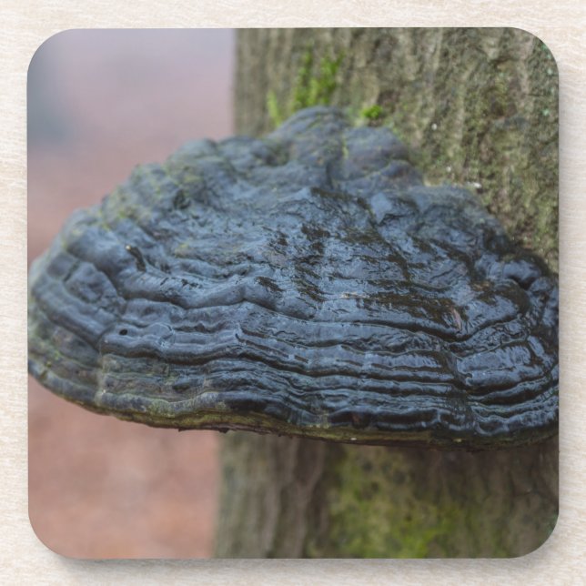 Pilz auf einem Baumstamm im Wald Untersetzer (Vorderseite)