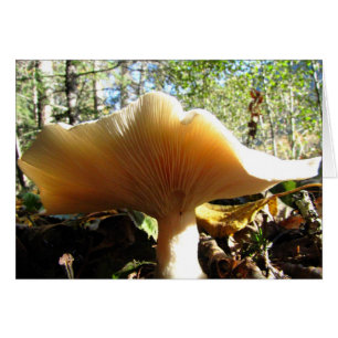 Pilz, der den Sonnenschein genießt