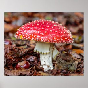 Pilz Fly Agarius oder Fly Amanita Muscaria Poster