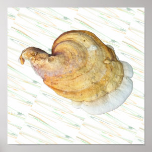 Pilz-Foto-Poster Poster